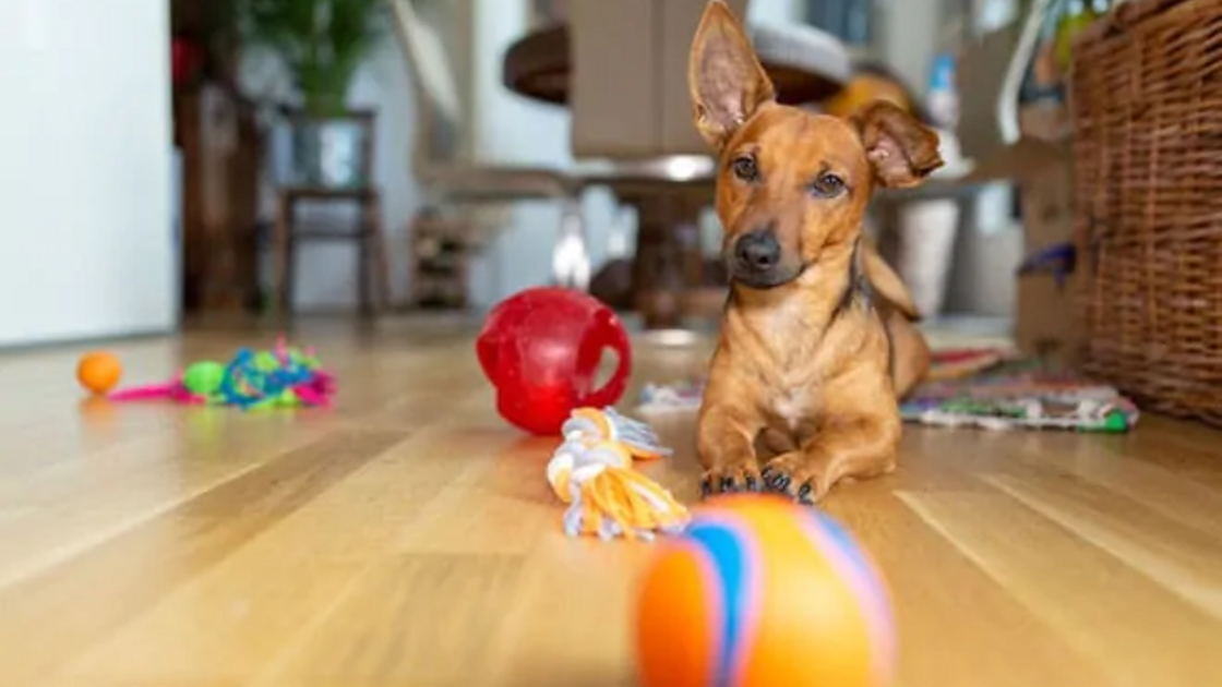 Cuidar de um animal de estimação requer cuidados especiais em cada fase da vida