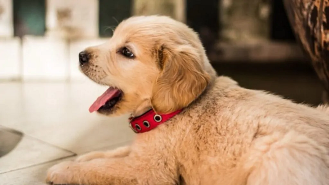 Cuidados com cães em cada fase: filhote com coleira vermelha