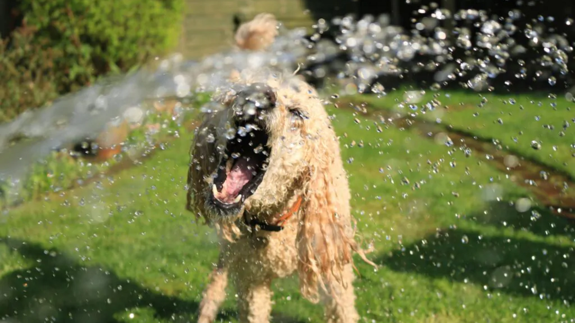 Cão refresca-se com água