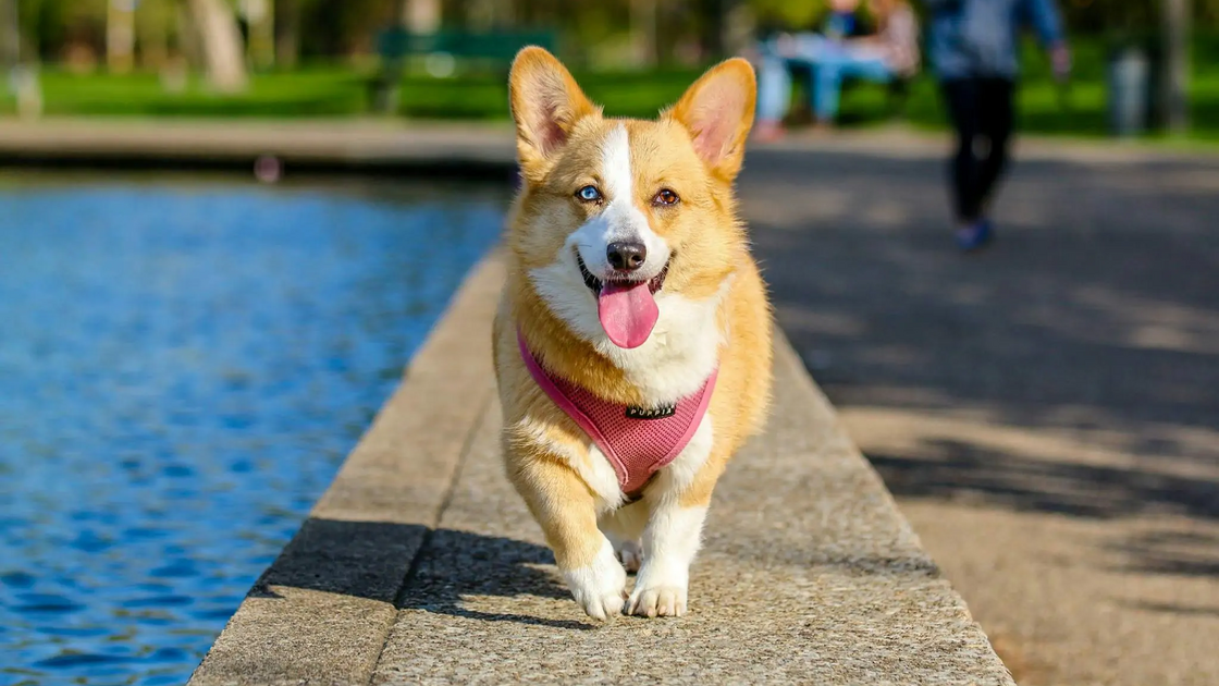 Corgi refresca-se ao molhar as patas num parque