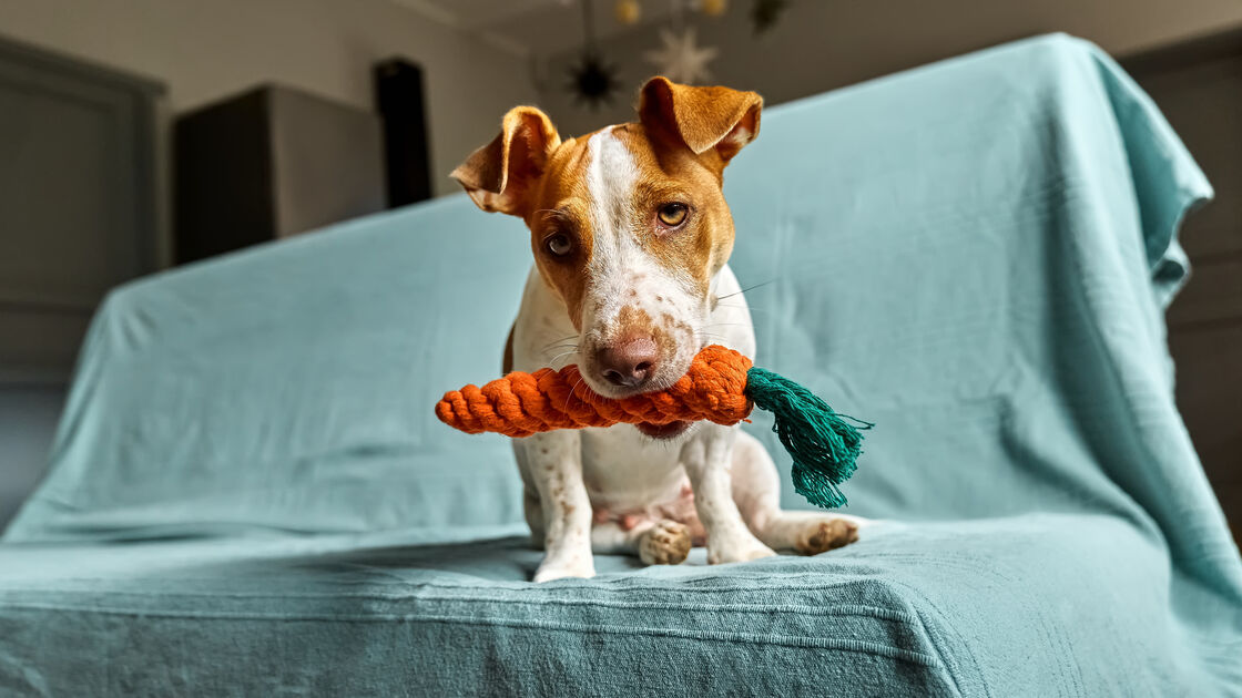 cão com brinquedo