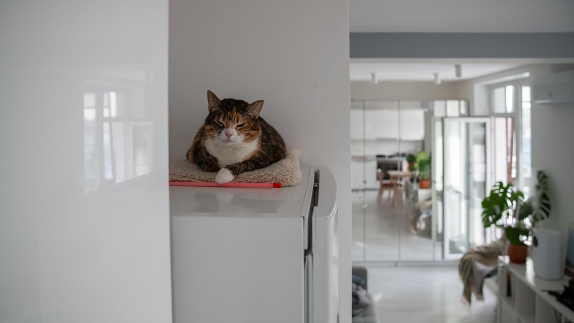 Gato repousa sobre frigorífico, possivelmente incomodado pelo seu funcionamento.
