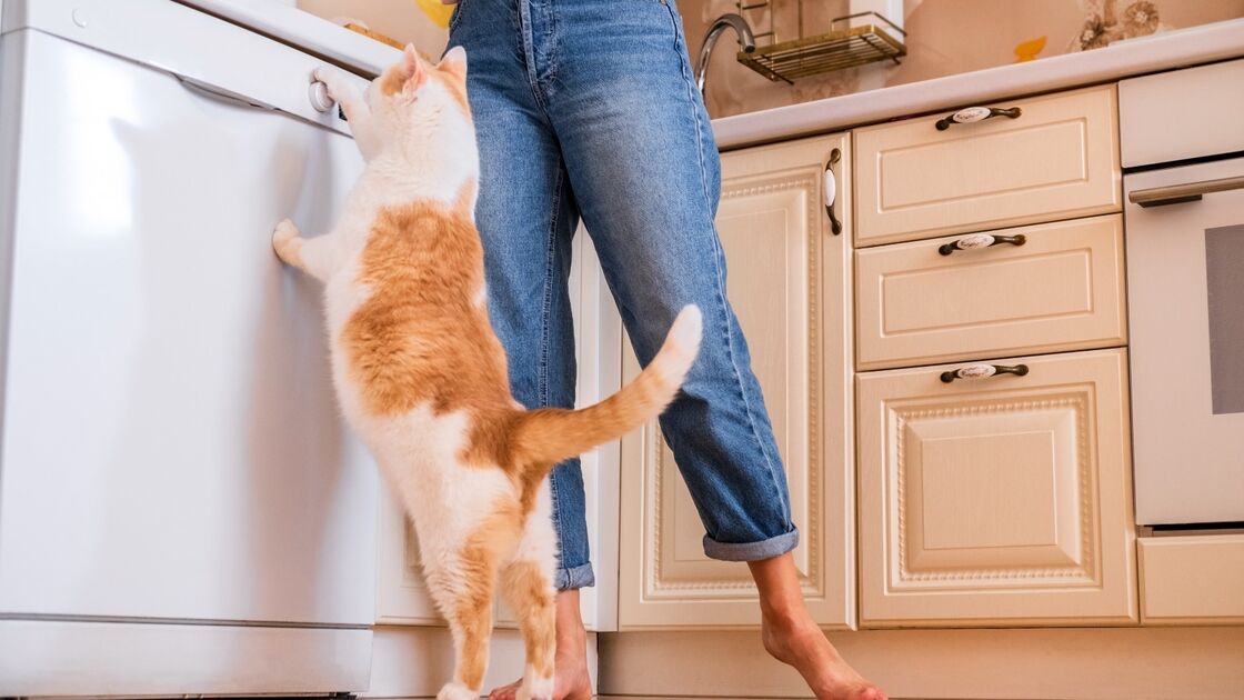 Gato tenta abrir frigorífico enquanto pessoa cozinha