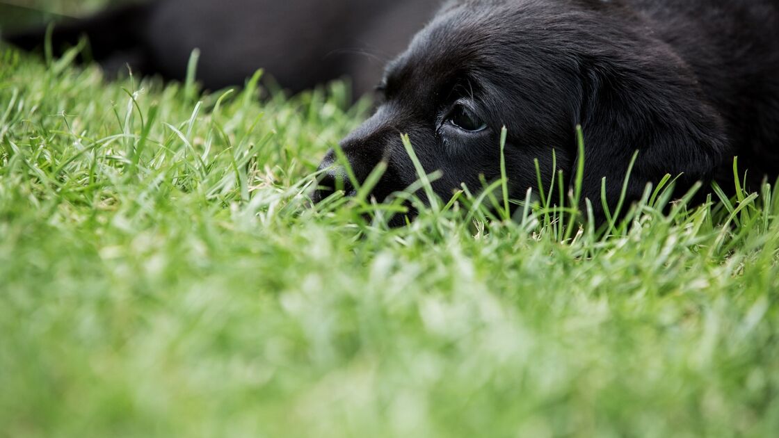 Cuidado com parasitas; proteja o seu cão