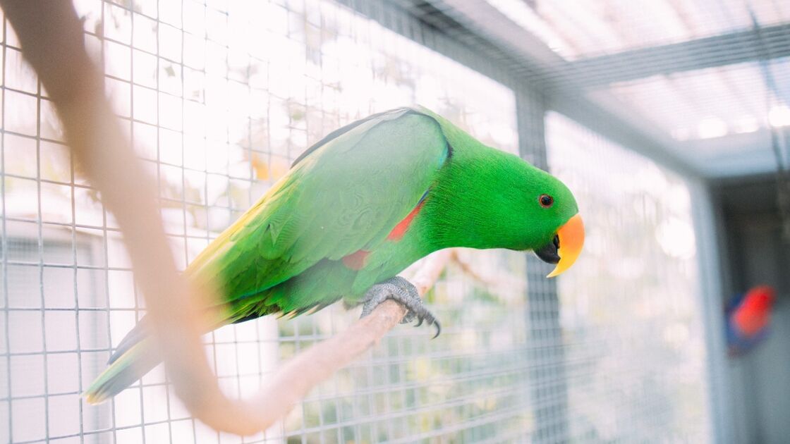 Aves ficam mais irrequietas no verão devido a fatores naturais