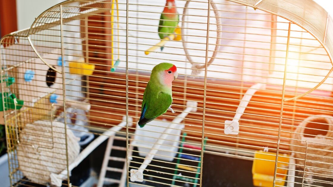 Aves irrequietas no verão: um papagaio verde numa gaiola.
