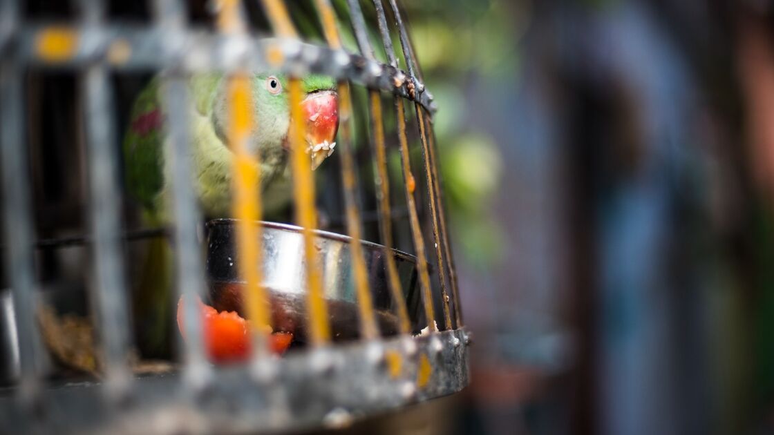 No verão, aves como este papagaio em gaiola ficam mais irrequietas