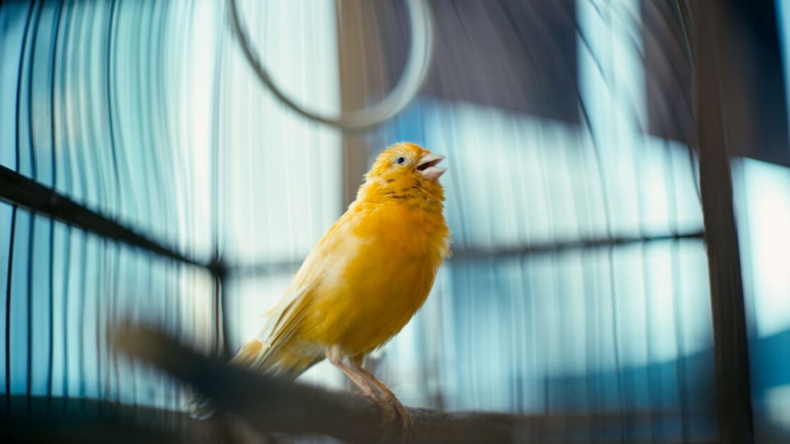 Aves irrequietas no verão têm explicações naturais.
