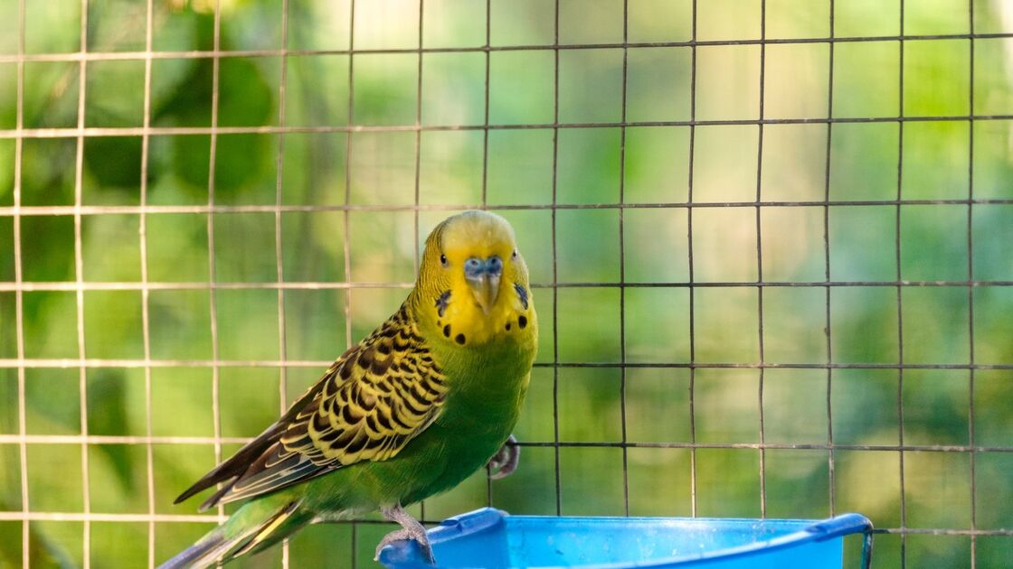 No verão, aves como o periquito tornam-se mais irrequietas devido a explicações naturais