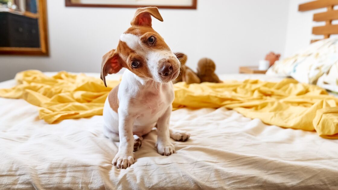 Cão oferece 