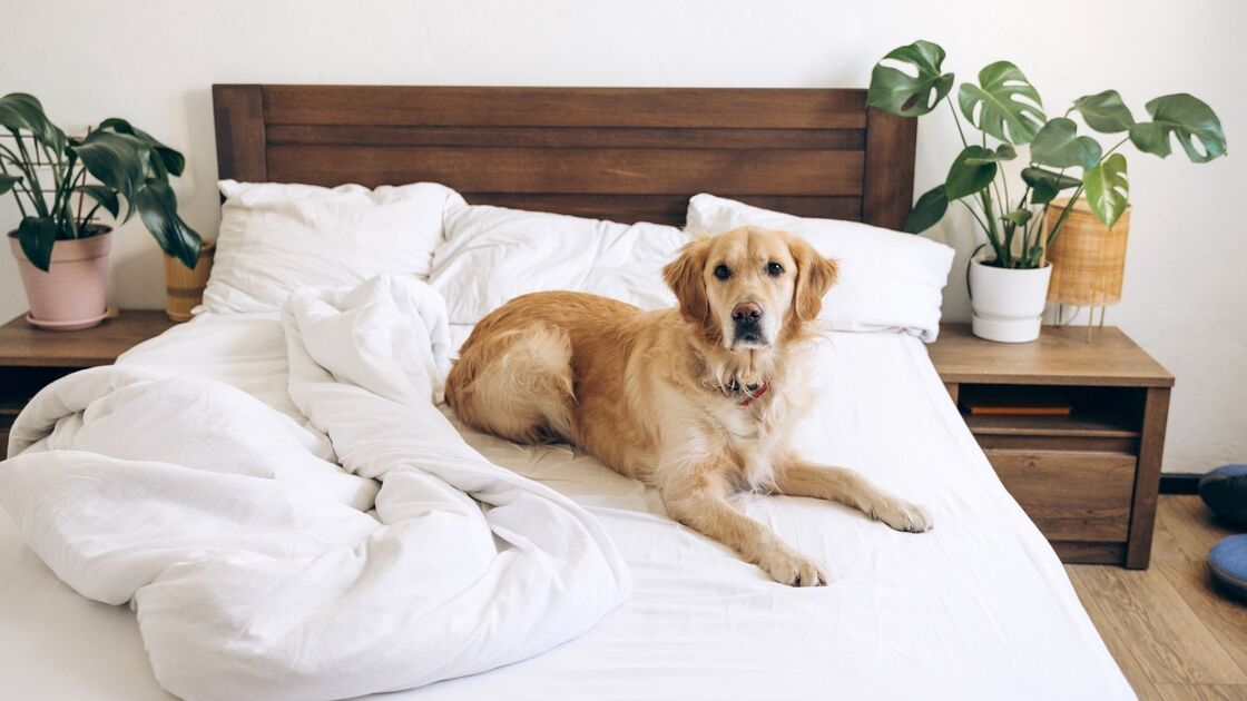 Cão na cama pode indicar comportamento relacionado com presentes indesejados.

