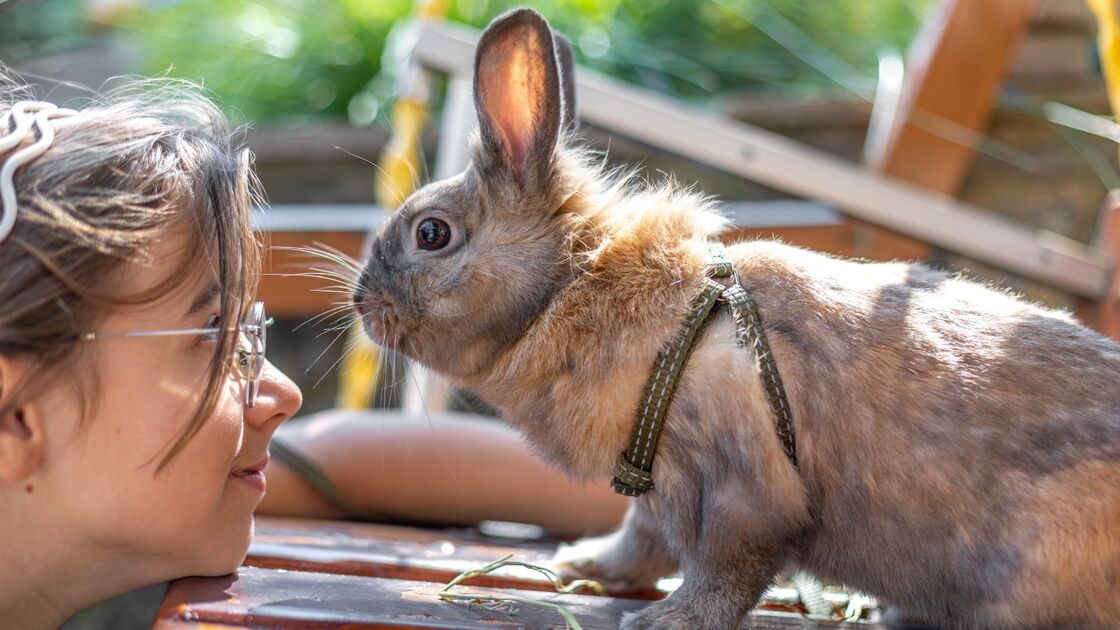 Coelho e mulher interagem num dia de verão; animais mudam comportamento com o calor
