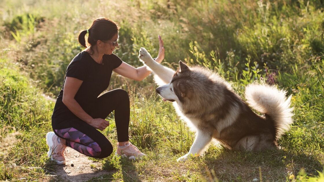 Mulher e cão interagem num campo relvado