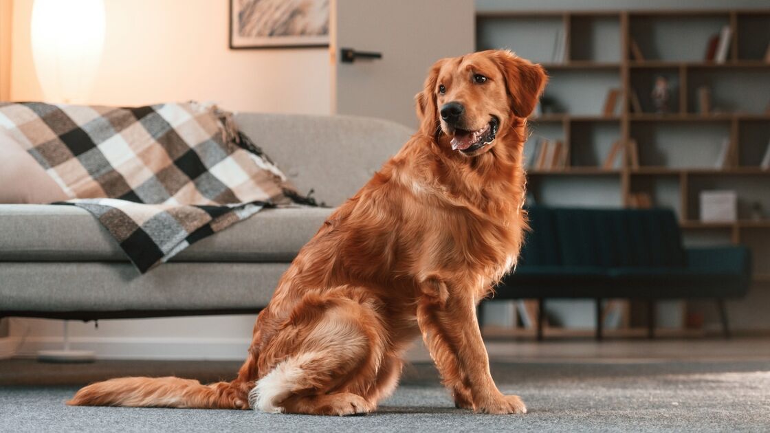 Cães grandes precisam de mais espaço e exercício