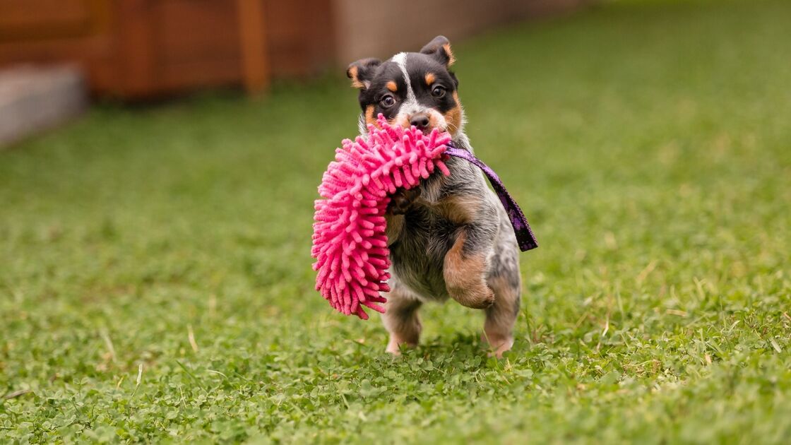 Cuidados distintos para cães grandes e pequenos garantem vida longa e saudável