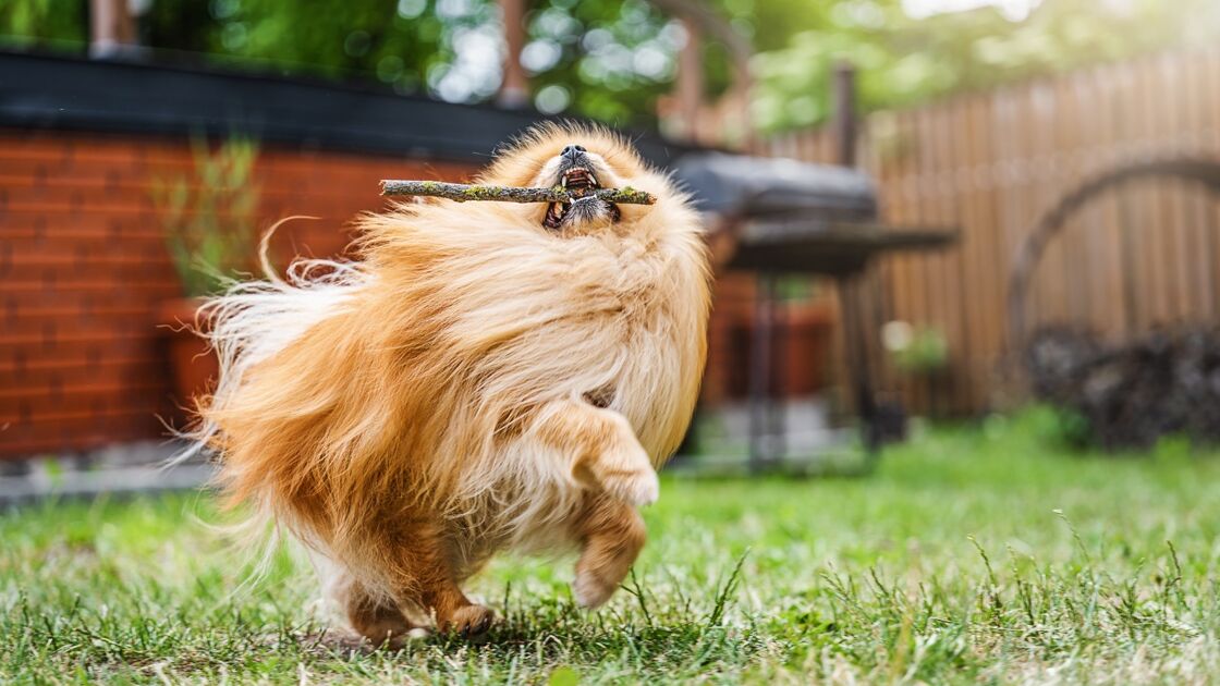 Cães grandes precisam de mais espaço e exercício, cães pequenos precisam de mais atenção à saúde oral