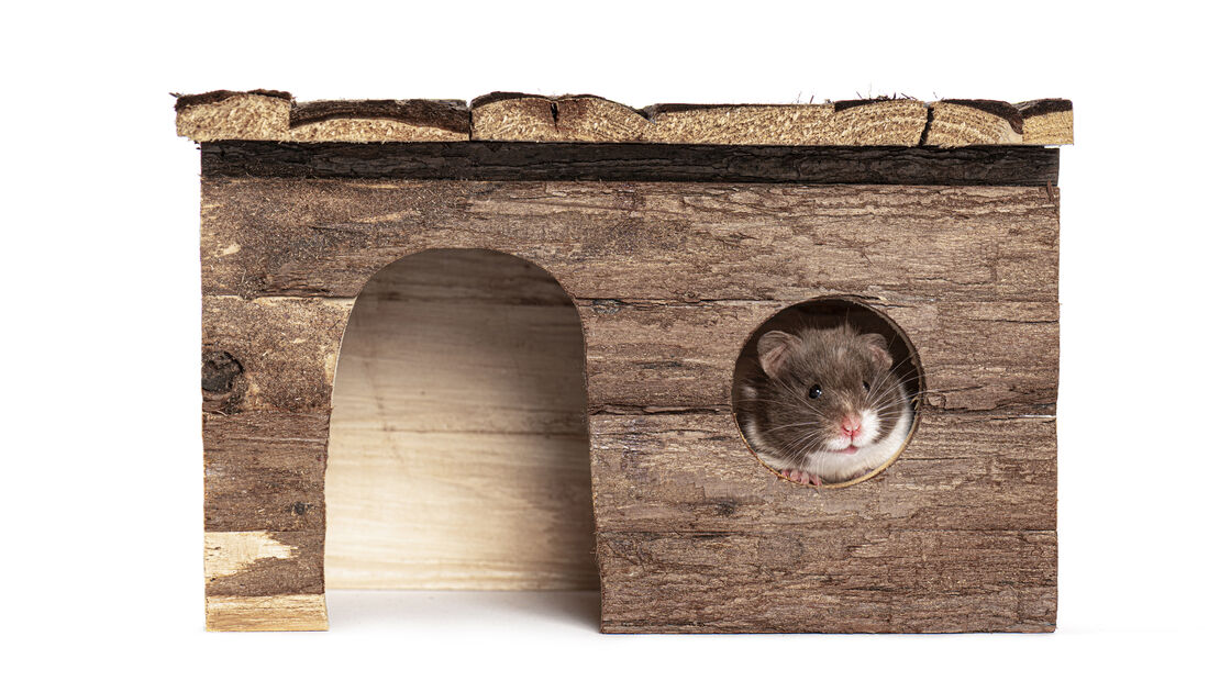 Hamster diverte-se na torre de madeira, brincando e fazendo exercício