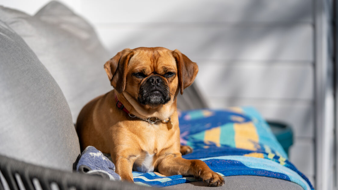 Cão precisa de protetor solar para evitar problemas de pele