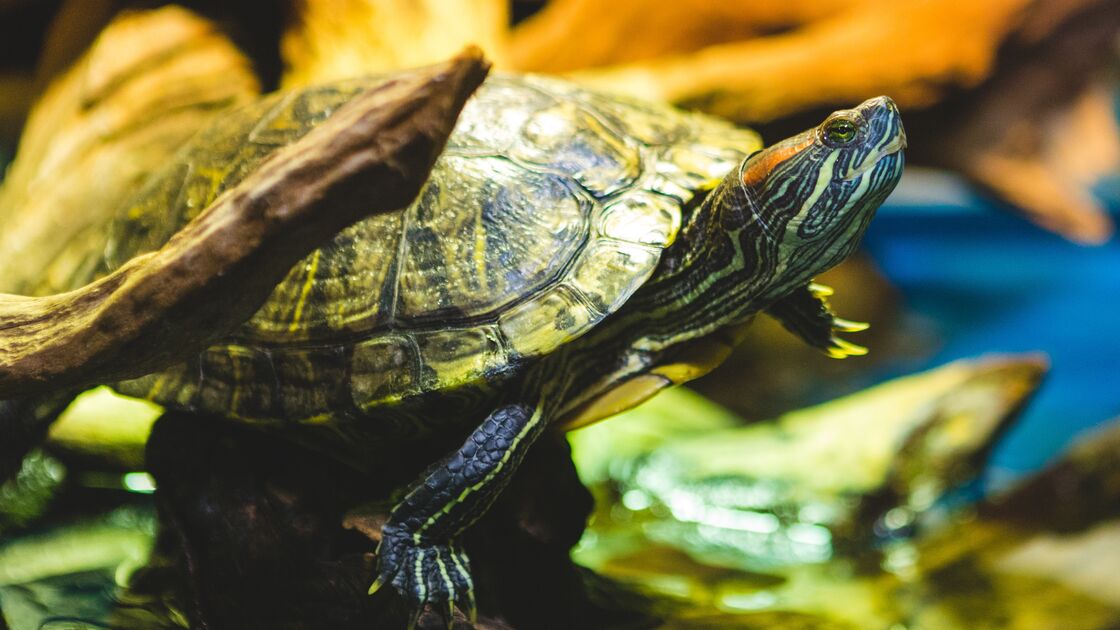 Tartaruga de água: um animal de estimação que não ocupa muito espaço e faz companhia