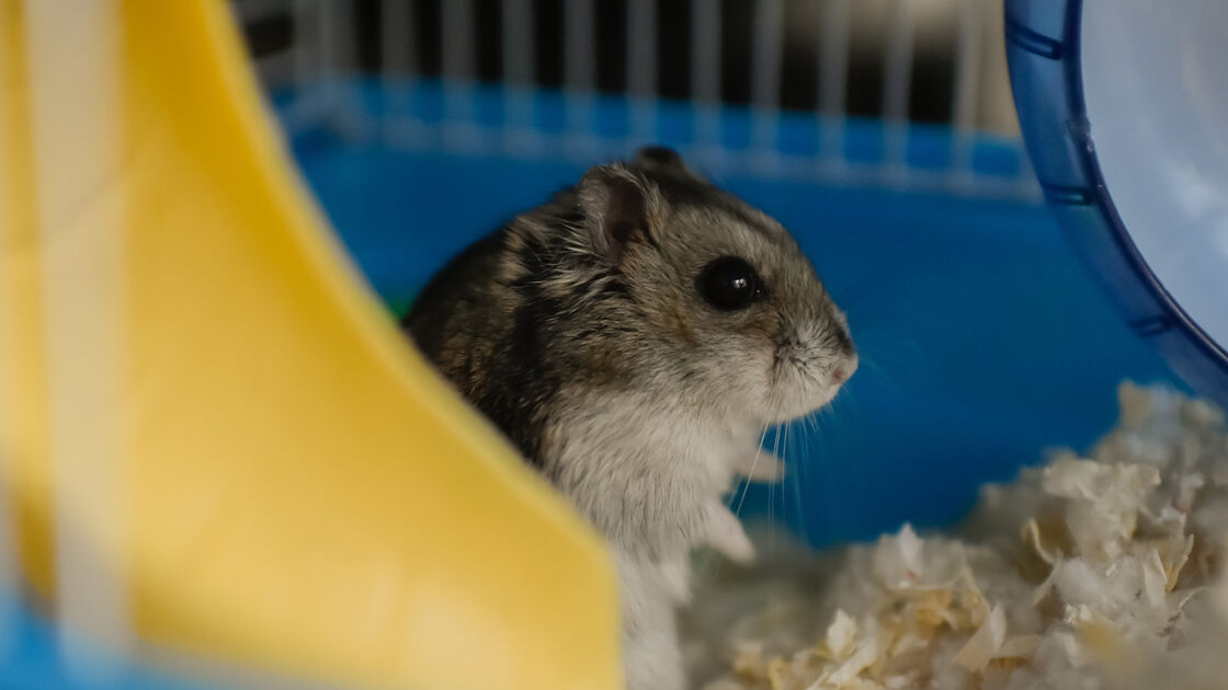 Um hamster fofo numa gaiola promete ternura e é boa companhia em casas pequenas