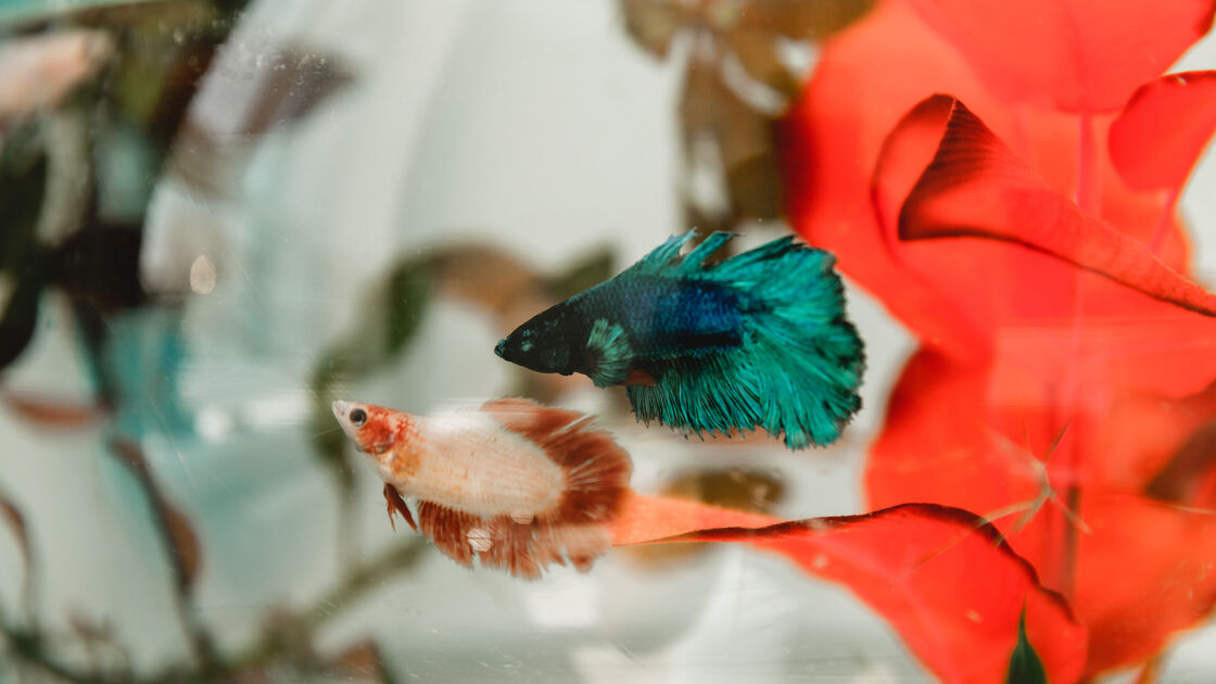 Peixes de estimação podem ser boa companhia em casas pequenas