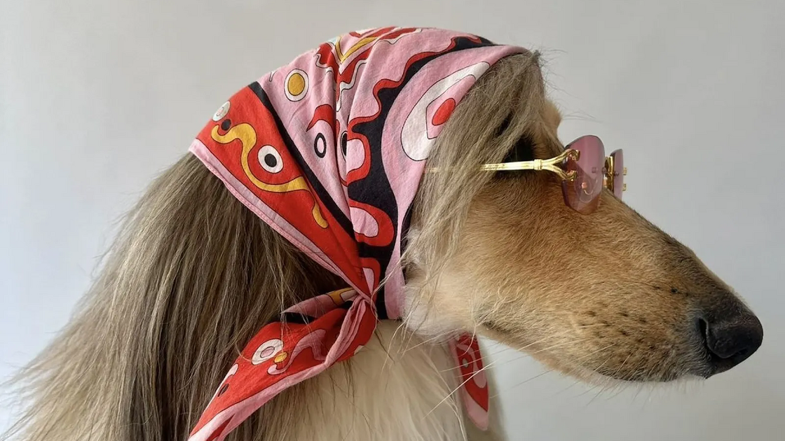 Tango vence competição Dogue 2025 com Lola e Rupurt