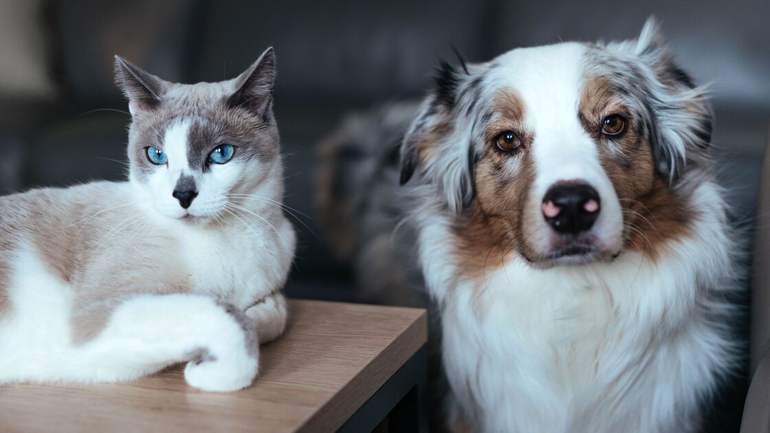 Sofre de alergias? Estas raças de cães e gatos são seguras para adotar.jpg
