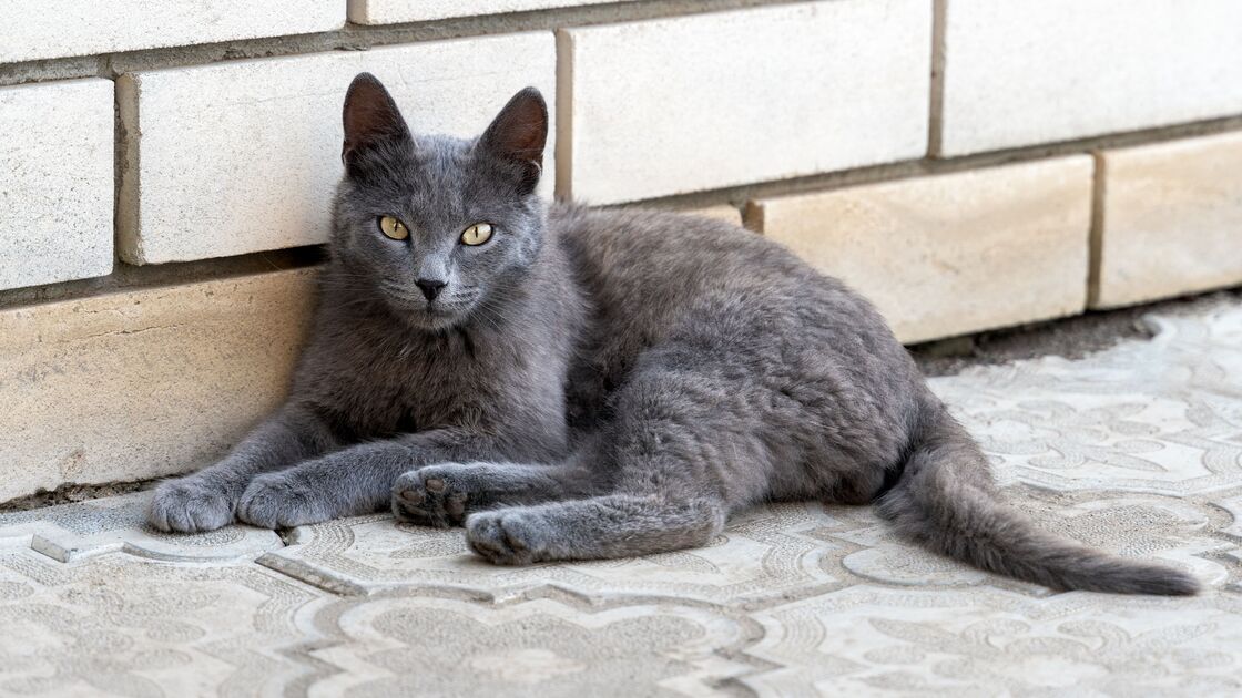 Gato Azul Russo.jpg