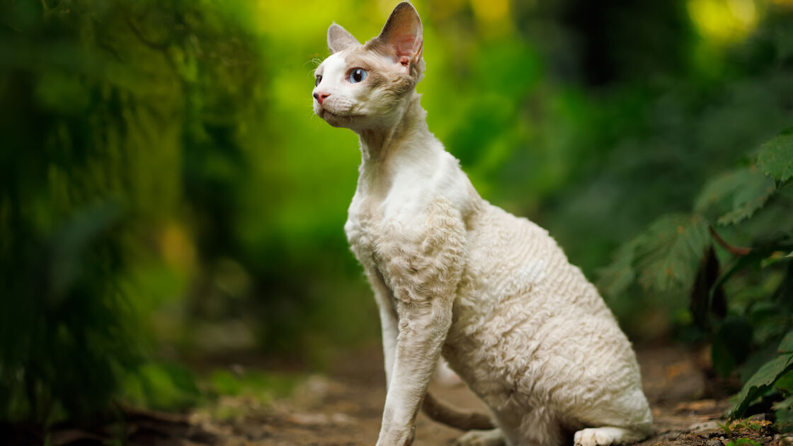 Devon Rex.jpg