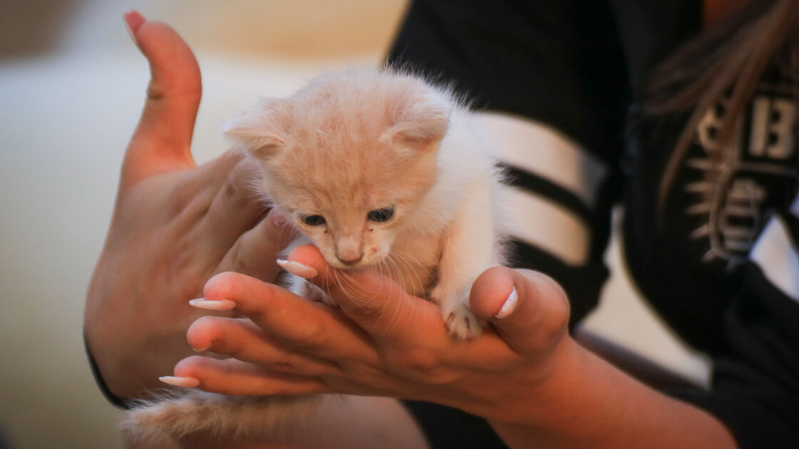 Guia para adotar um gatinho bebé: prepare-se para o novo membro da família