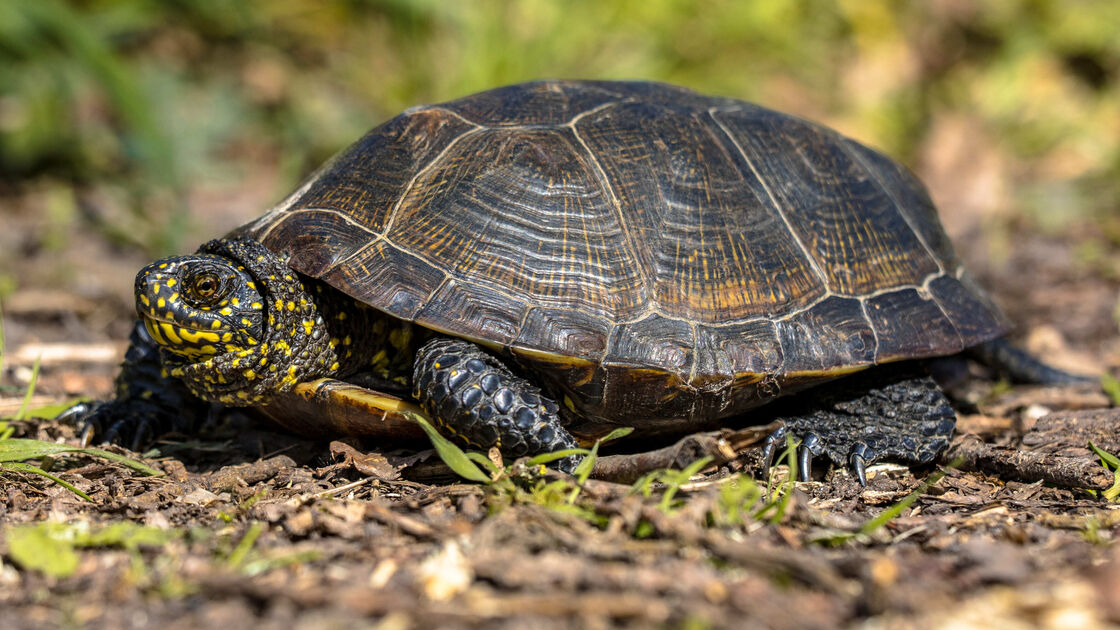 Tartaruga terrestre e aquática: habitat, alimentação e tempo de vida