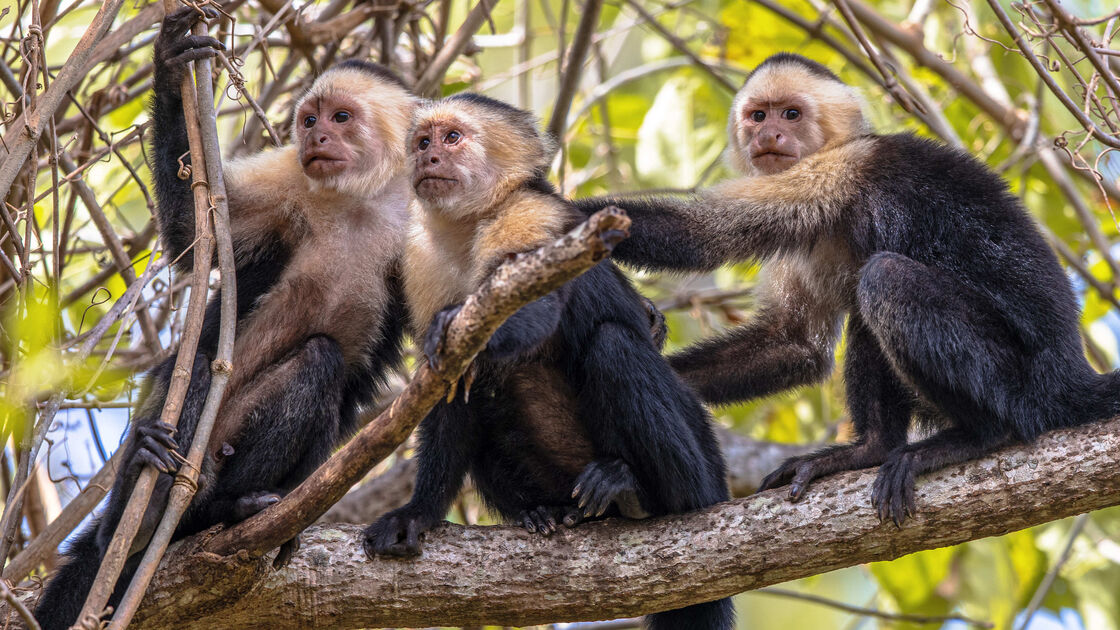 Primatas celebram Dia Mundial com factos curiosos e proteção