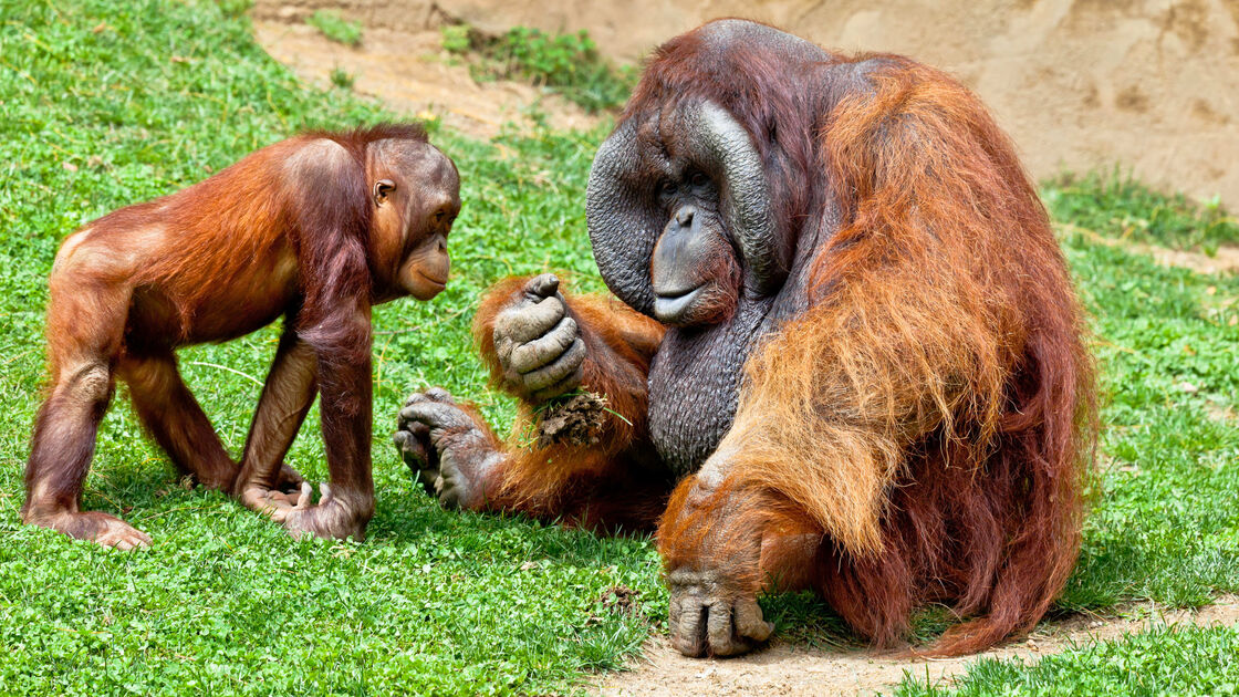 Dois espécimes de orangotango de Bornéu, Pongo Pygmaeus