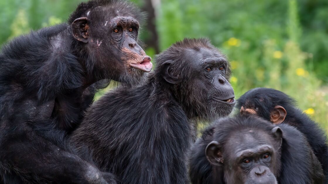 Chimpanzés em habitat natural