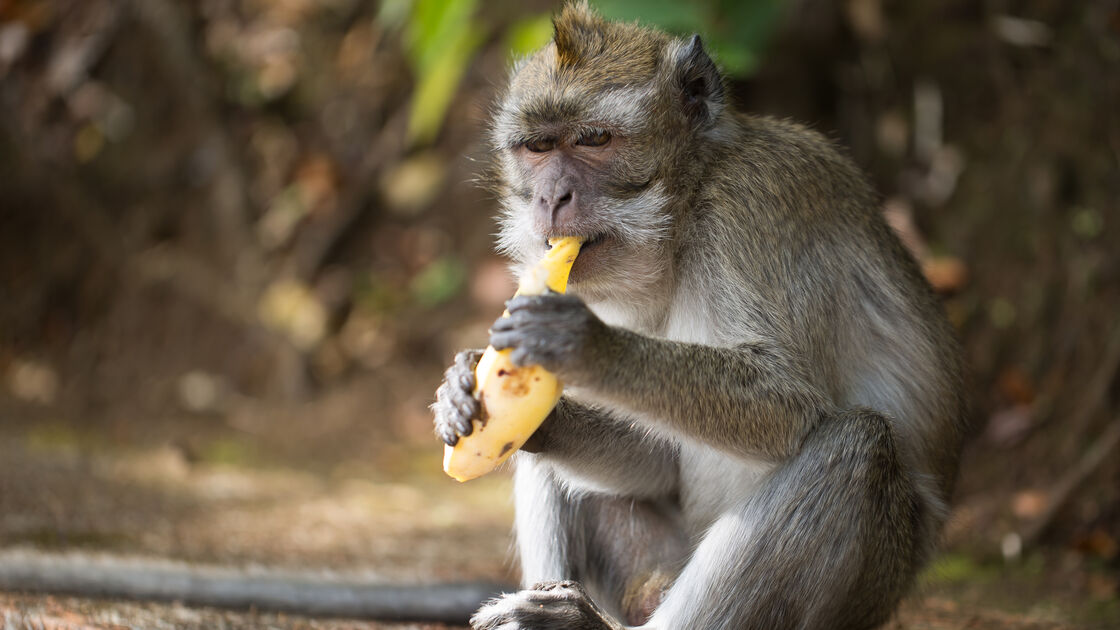 Macaco a comer banana