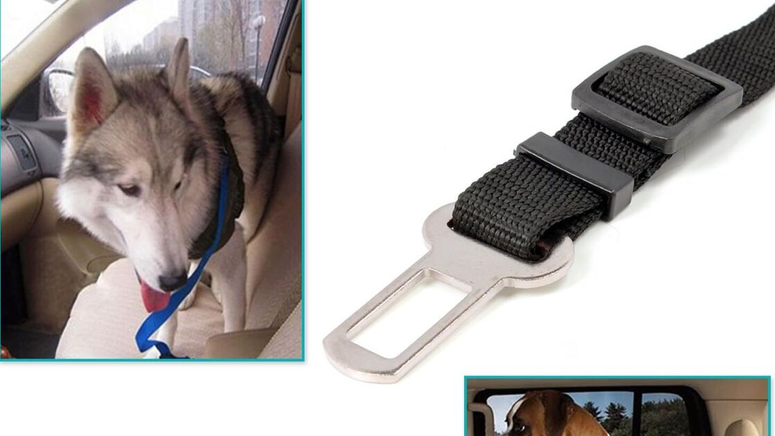 Cinto de segurança garante proteção para cães durante viagens