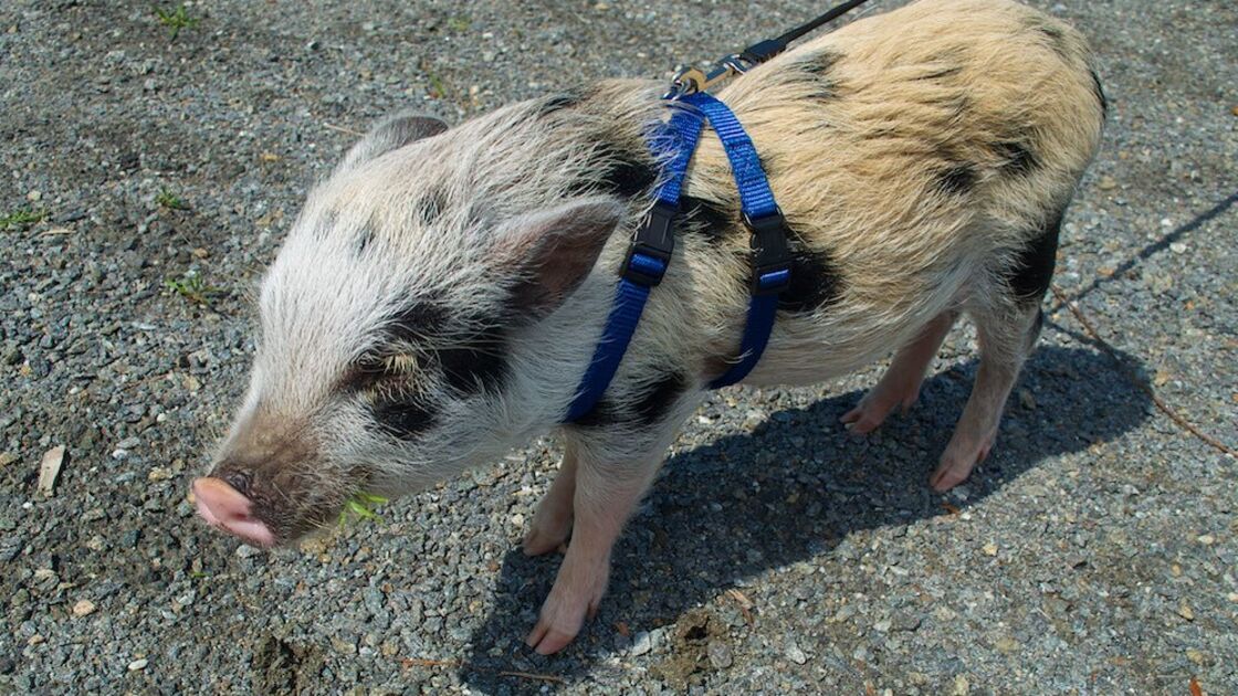 Porco Juliana