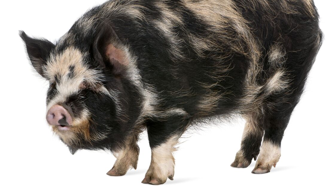 Porco Kune Kune