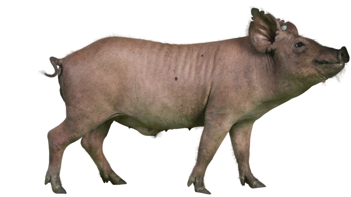 Porco Iucatã