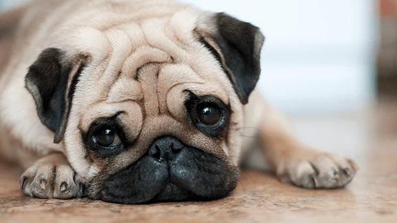 Cão pug demonstra ansiedade. Saiba como lidar com o comportamento.
