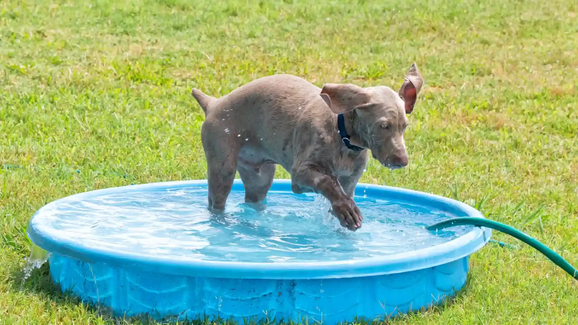 Cão aproveita dia de calor numa piscina de plástico no jardim