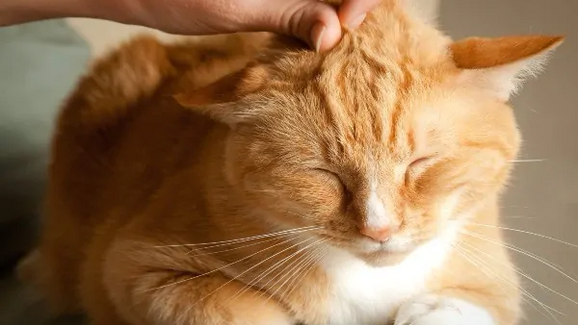 Gato recebe carinho na cabeça e relaxa