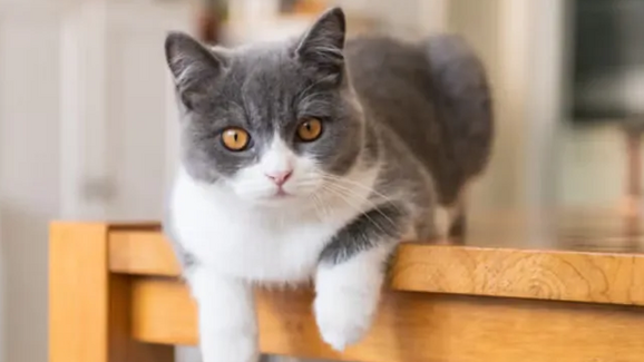 Gato cinzento e branco pousado numa mesa de madeira