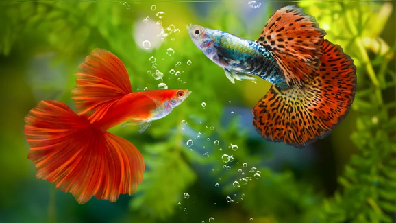 Peixes tropicais precisam de cuidados para vida longa em aquário