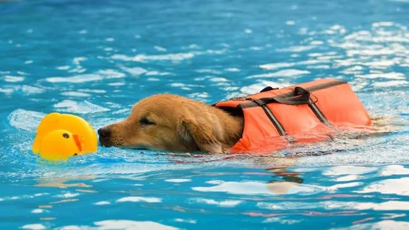 Cão nada na piscina com colete salva-vidas e pato de borracha