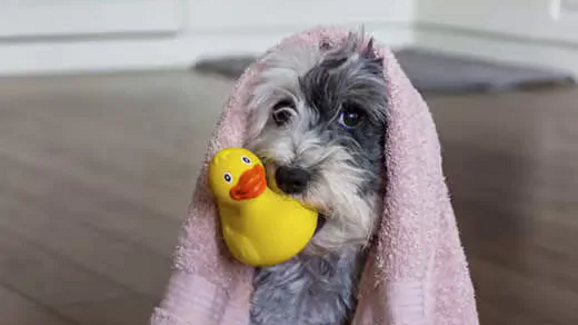 Cão com toalha e pato de borracha, após banho para combater mau cheiro