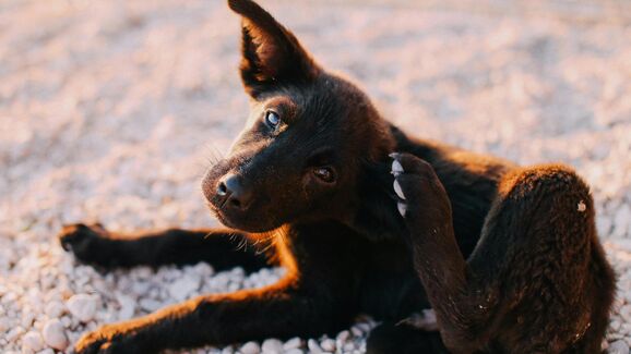 cão a coçar-se
