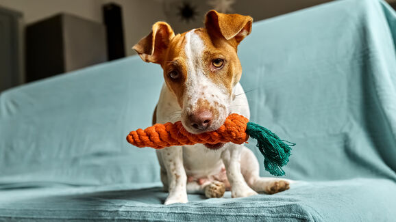 cão com brinquedo.jpg