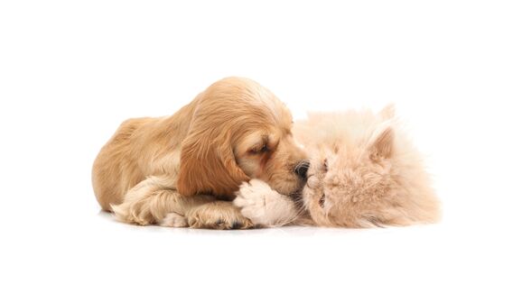 Cão e gato dormem juntos no novo site Pets and Company