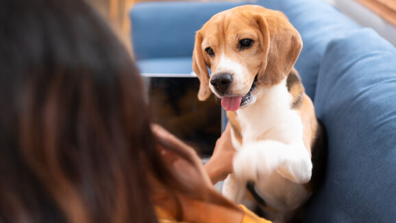 Cão observa dono, procurando interação e lendo o seu estado de espírito